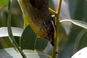 Striated Pardalote (Pardalotus striatus)